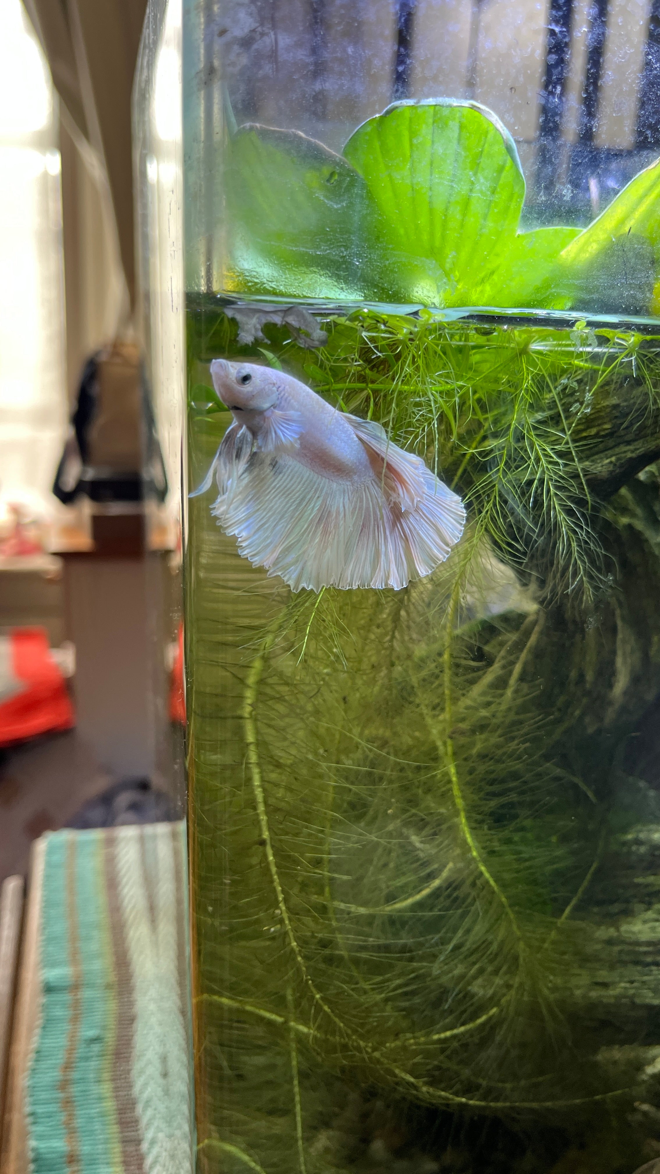 Small white fish swimming in a clear tank with green plants